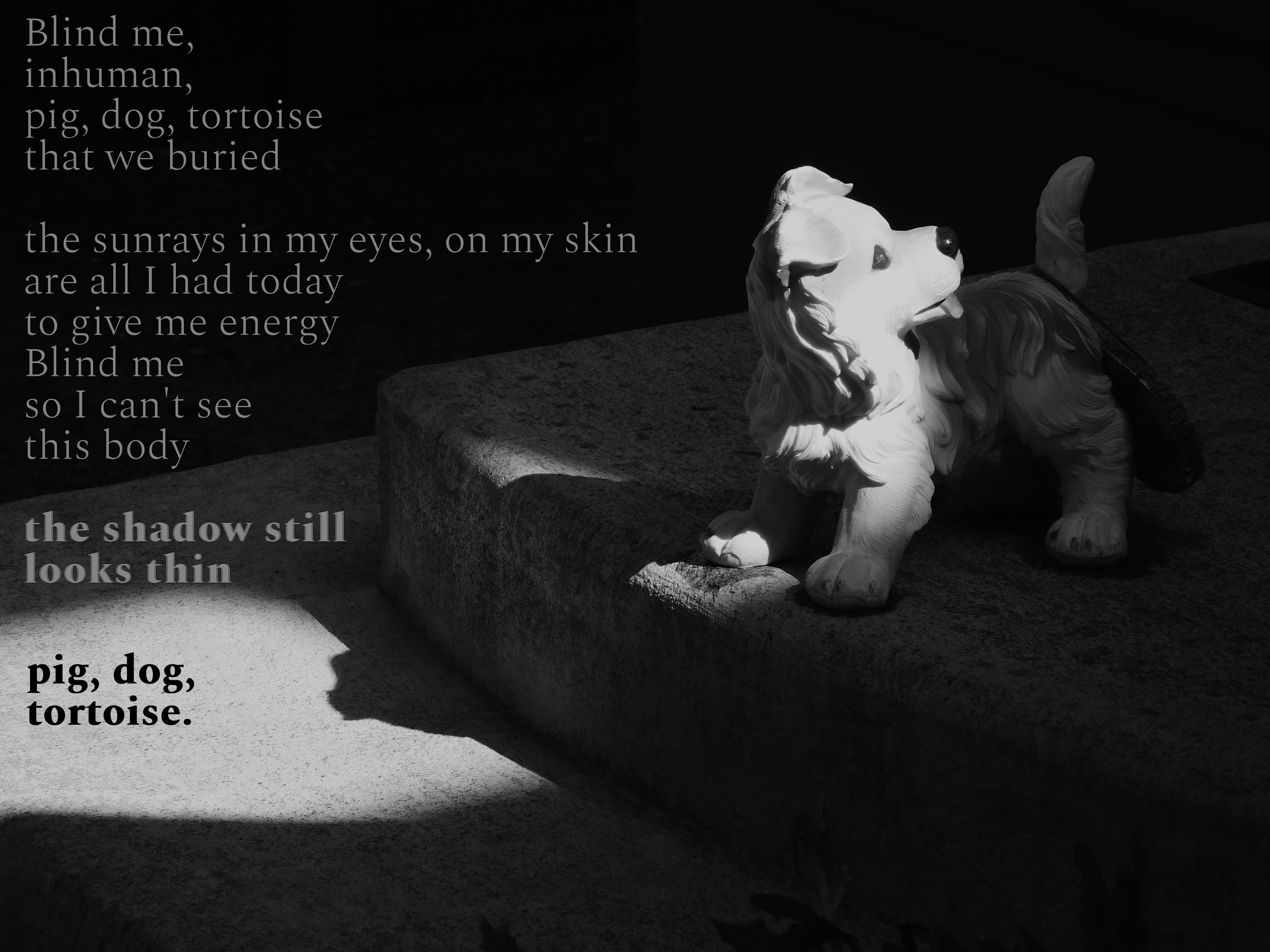 blind me, inhuman. pig dog tortoise that we buried, the sunrays in my eyes, on my skin are all I had today to give me energy. Blind me so I can&rsquo;t see this body, the shadow still looks thin, pig dog tortoise.
